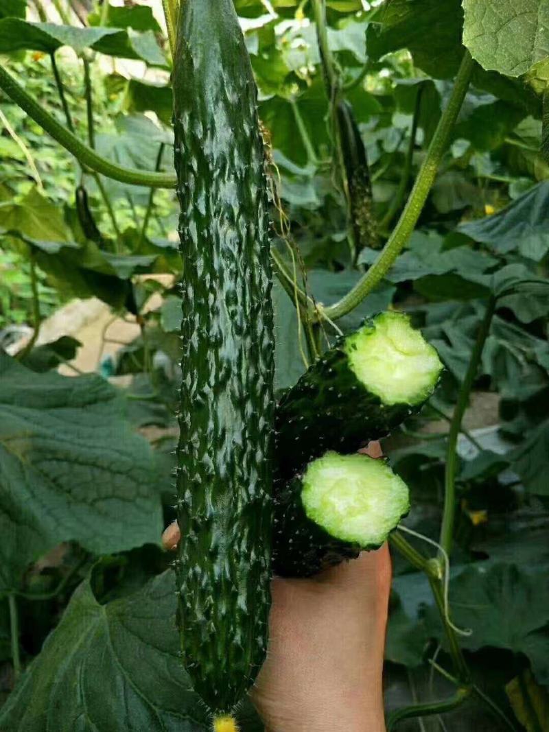 [黄瓜苗批发]山东潍坊寿光市黄瓜苗 0.60元/棵黄瓜种苗,嫁接 _ 一亩田