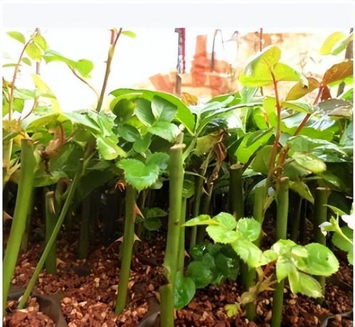 12月,赶紧扦插5种花,易成活,开花早,比夏天还合适