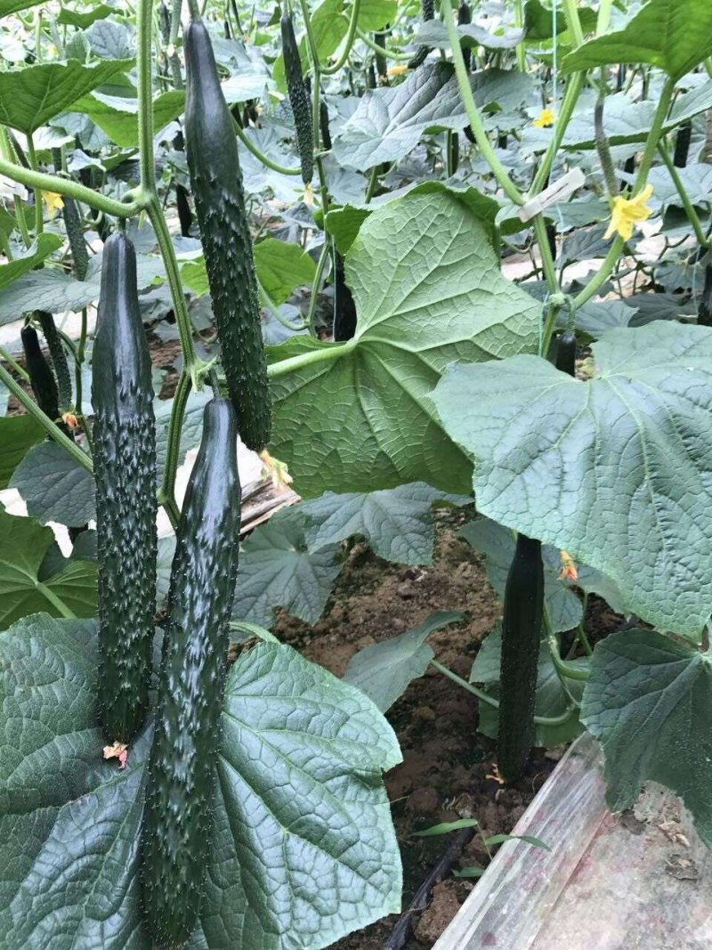 [黄瓜苗批发]山东潍坊寿光市黄瓜苗 0.75元/棵嫁接黄瓜苗,强 _ 一亩田