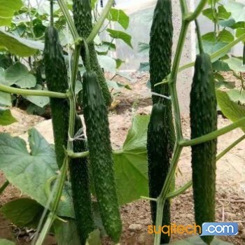 漳州育黄瓜苗基地 嫁接黄瓜苗批发