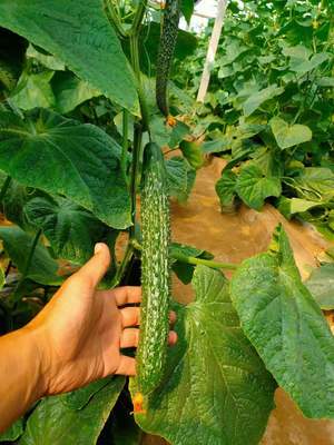 长治嫁接黄瓜苗 嫁接黄瓜苗 早春黄瓜育苗厂