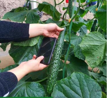 商丘黄瓜种苗厂 批发嫁接黄瓜苗基地