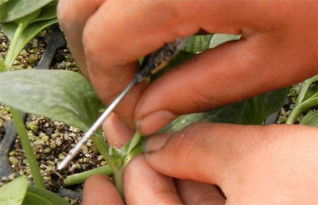 黄瓜南瓜进行嫁接 结果出人意料,从4月开花开到11月不间断