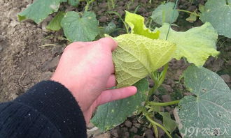 求助,黄瓜苗期黄叶