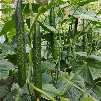 淮南番茄苗厂 耐寒西红柿苗批发大粉果