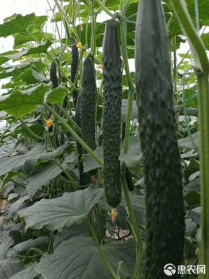 黄瓜种苗 黄瓜苗子强磁黄瓜苗 水果黄瓜苗 嫁接黄瓜种