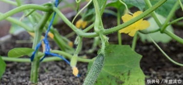 黄瓜新品种大棚种植技术,让你看看新品种的黄瓜如何种植