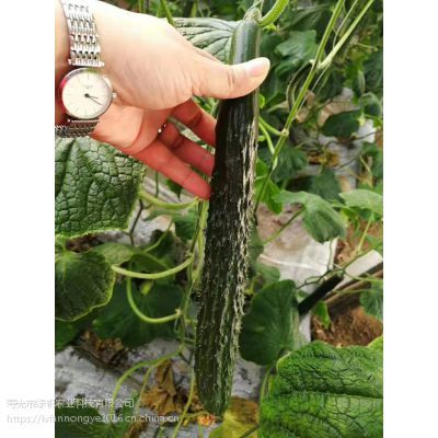 供应嫁接全雌大黄瓜苗 专业育黄瓜苗 寿光蔬菜种苗
