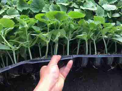 哈尔滨黄瓜嫁接苗 小黄瓜苗 早春黄瓜苗育苗厂