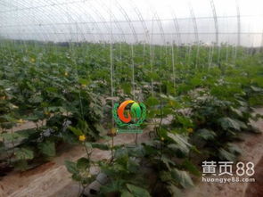 黄瓜苗报价 厂家