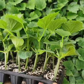 山东潍坊寿光市寿光禾之润农业 - 一亩田