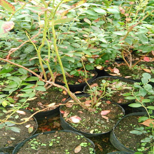 漾濞蓝金蓝莓苗与嫁接黄瓜苗：现代农业的双重选择