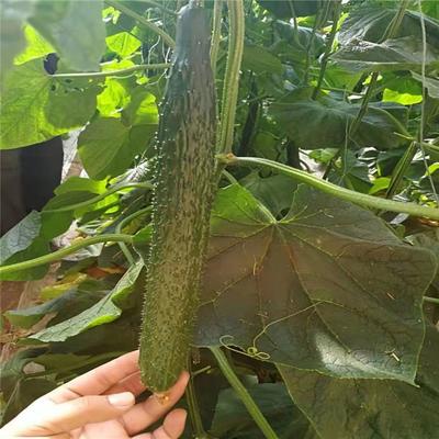 强雌黄瓜种苗与嫁接黄瓜苗——种苗基地供应，量大价优