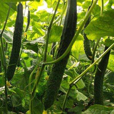 寿宏农业优质嫁接黄瓜苗 瓜条顺直、颜色黑亮，量大可谈
