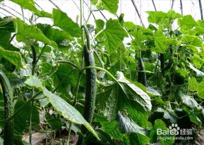 嫁接黄瓜苗的科学管理方法