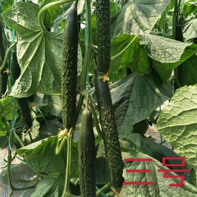 黄瓜种苗新选择 强雌油亮密刺嫁接黄瓜苗——绿瓤口感佳，抗病性突出