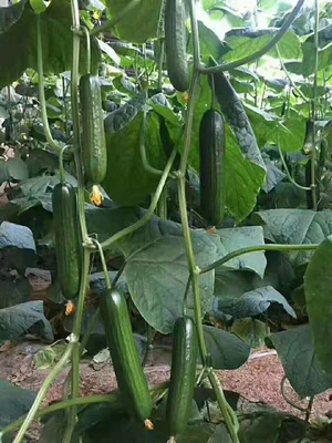 田骄七号旱黄瓜嫁接苗 优质黄瓜育苗基地的专业实践与优势