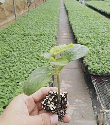 砧木选材与黄瓜嫁接技术要点