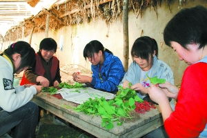 亳州晚报社数字报刊平台推广嫁接黄瓜苗技术