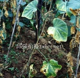 嫁接黄瓜苗在防治黄瓜枯萎病中的应用与优势