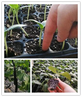 海南优质嫁接黄瓜苗供应商 专业育苗，高效批发