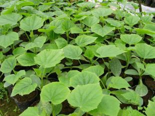 寿光南潘育苗基地 黄瓜苗嫁接技术与培育实践