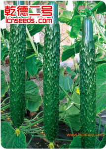 优质嫁接黄瓜苗批发——上海乾德专业生产厂家