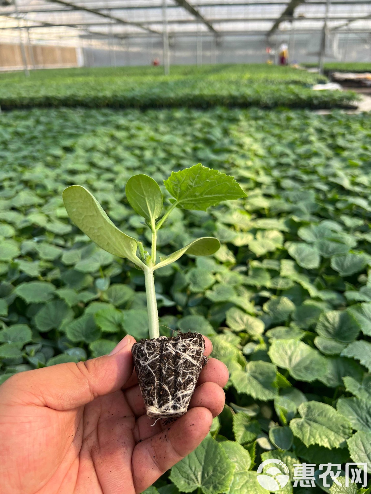 嫁接黄瓜苗 越夏与强雌德瑞特512品种的栽培优势