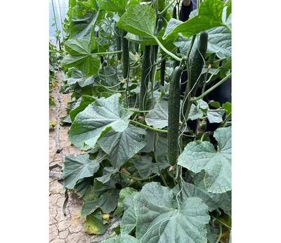 扬州嫁接黄瓜苗 强雌耐热品种的优势与应用