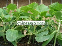 嫁接黄瓜苗的技术要点与实践方法