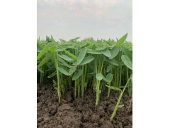 蒲草苗与嫁接黄瓜苗市场分析 价格、图片及产地报价表——以江苏沭阳长景园林苗木场为例