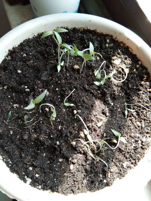 灯笼椒嫁接黄瓜苗技术分析与常见问题解答