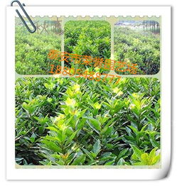 山东省泰安市荣誉园艺场 优质果树苗、绿化苗与榆叶梅苗的专业供应