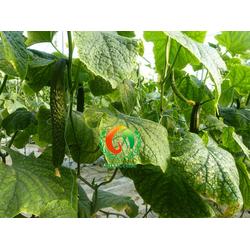 安信种苗 嫁接黄瓜苗的优势与培育技术