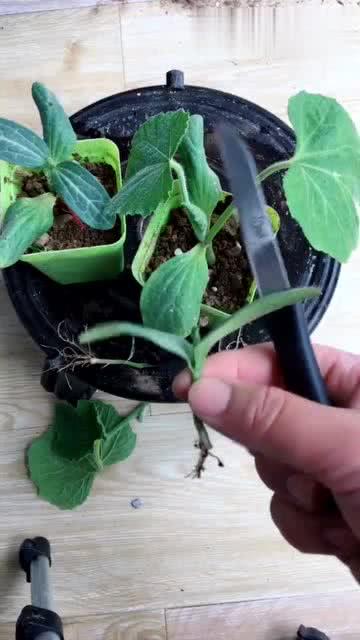 南瓜嫁接黄瓜 难得一见的农业创新技术