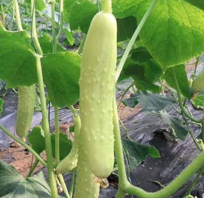 河南郑州中牟县优质黄瓜苗批发指南——荷兰小黄瓜与嫁接黄瓜苗的优势解析