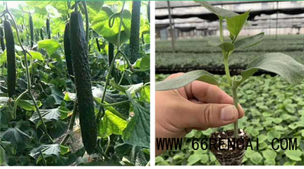 铁岭黄瓜苗育苗厂 嫁接强雌黄瓜苗批发服务