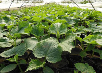 高产嫁接黄瓜苗的优势及寿光种苗的专业培育