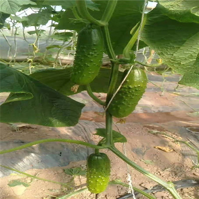嫁接旱黄瓜苗 提升产量与抗逆性的关键