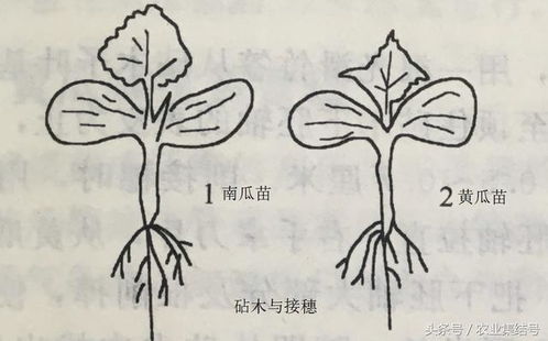 黄瓜嫁接实用技术详解 掌握靠接法，培育健壮黄瓜苗