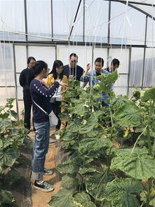 市区联合检疫检查，护航种子种苗安全——嫁接黄瓜苗繁育企业迎专项督导