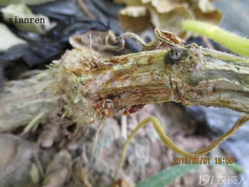 嫁接黄瓜苗病害防治 专家推荐与实用技巧