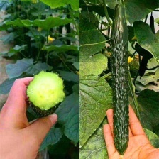 探访河南郑州中牟县黄瓜苗产业 强雌油亮嫁接苗批发价0.45元/棵，一亩田背后的种植优势