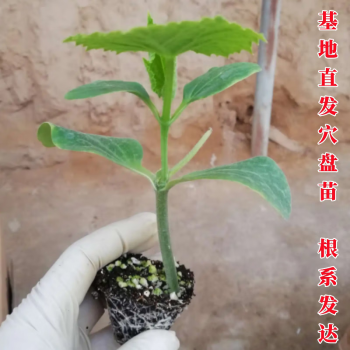 阳台园艺新宠 嫁接黄瓜苗，打造四季高产盆栽蔬菜