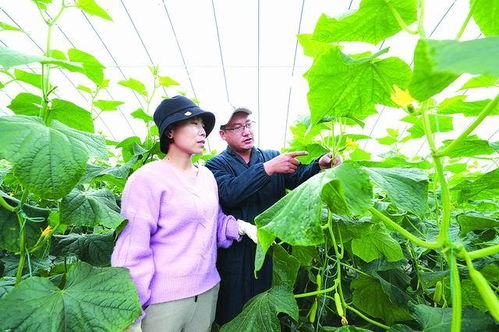 淮安丁集黄瓜 一根藤上的乡村振兴引擎