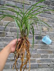 精品滇梅与嫁接黄瓜苗的园艺新意 如何实现庭院经济多元化发展