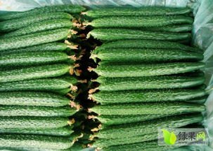 山东莘县黄瓜 价格亲民，嫁接黄瓜苗供应充足