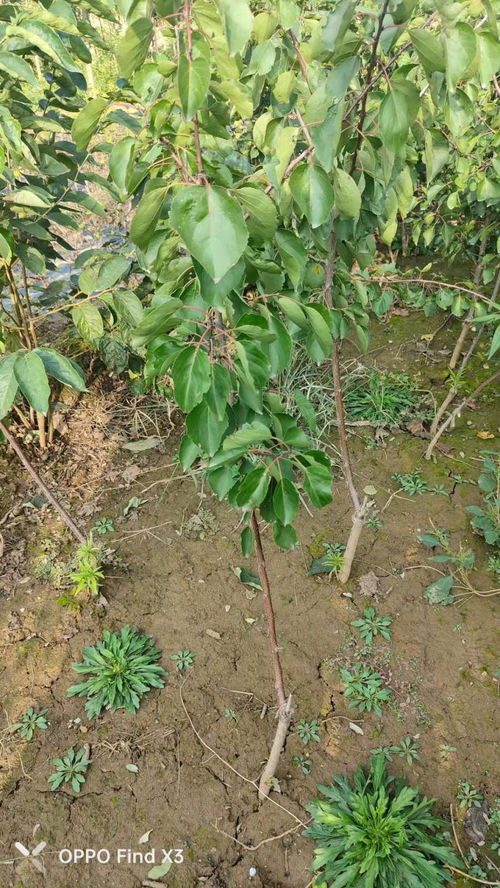 实业集团引领种植新篇章 保定南市杏树苗嫁接黄瓜苗的市场前景与技术优势