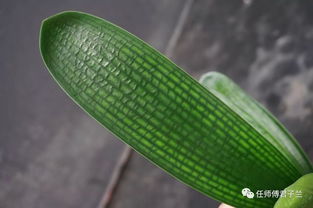 2015年君子兰品种鉴赏与嫁接黄瓜苗指南