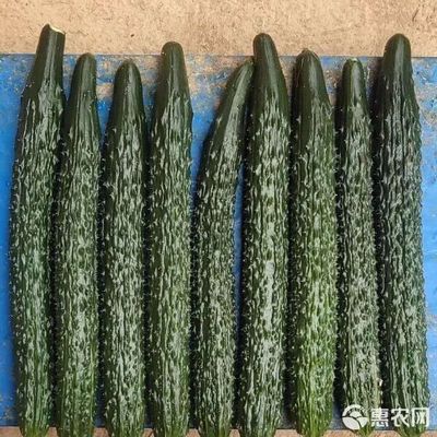嫁接黄瓜苗 强雌油亮密刺，绿瓤口感好，抗病性强的优良选择